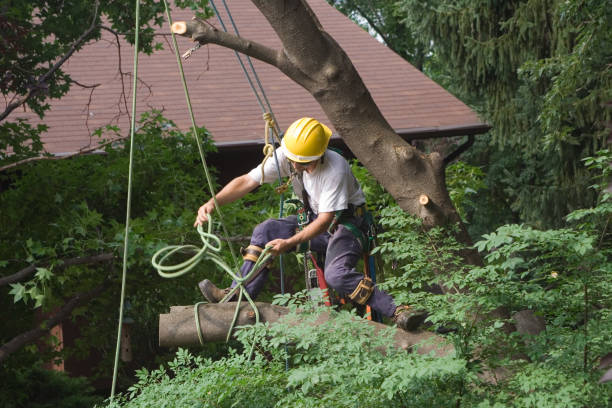 Best Root Management and Removal  in Magnolia, NJ